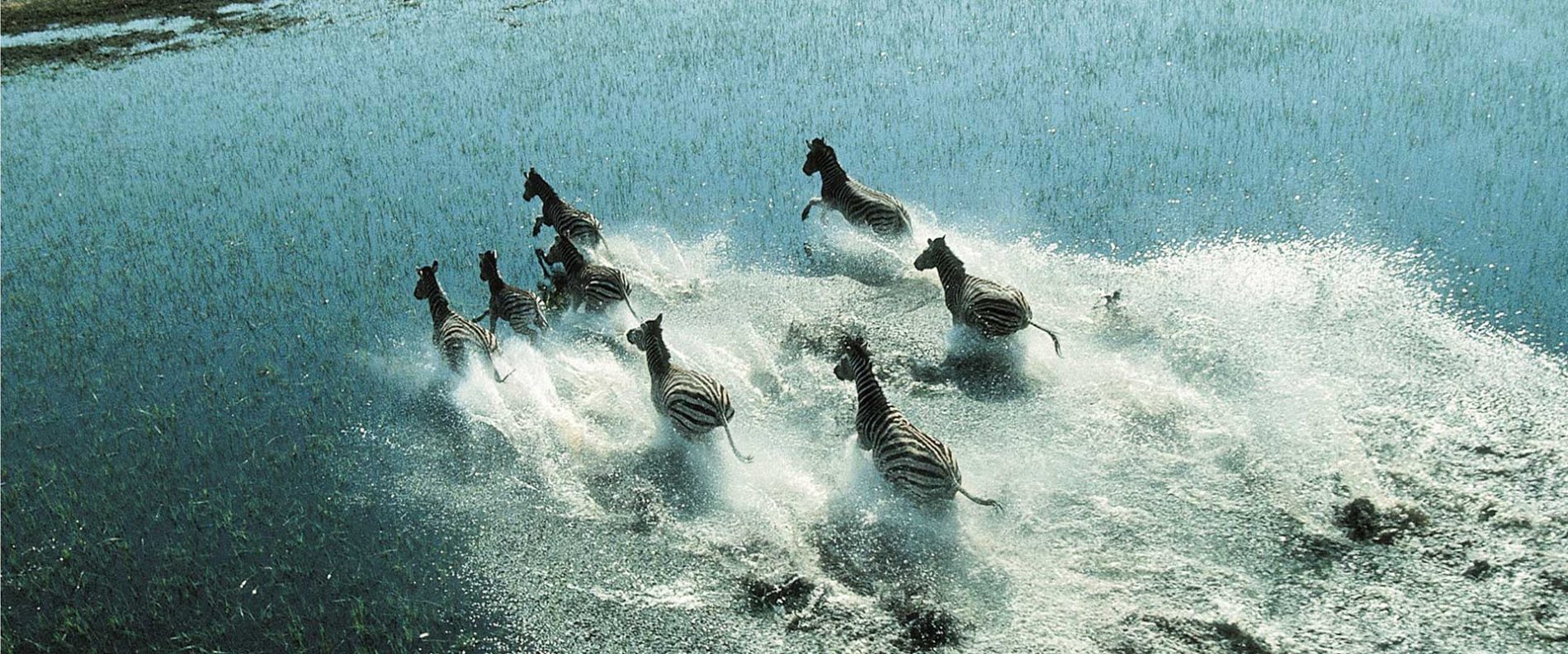 Zebras springen durch den Fluss in Botswana
