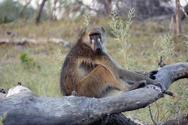 King of the monkeys ein Baboon Pavian