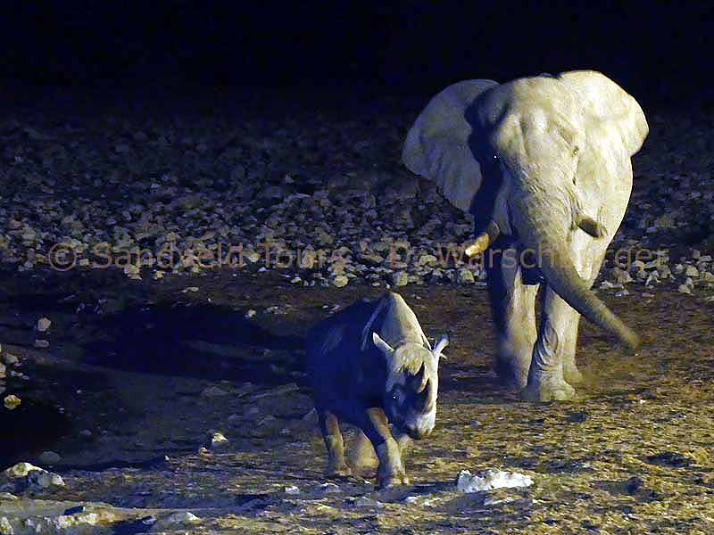 Nashorn und Elefant in Etosha