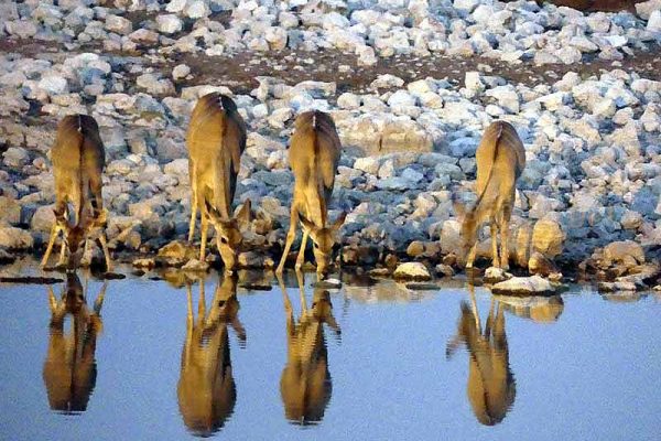 Antilopen am Wasserloch im Etosha Nationalpark