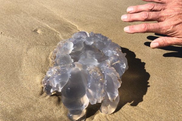 Riesen Hirnqualle am Strand von de Hoop Mariner Naturschutzpark