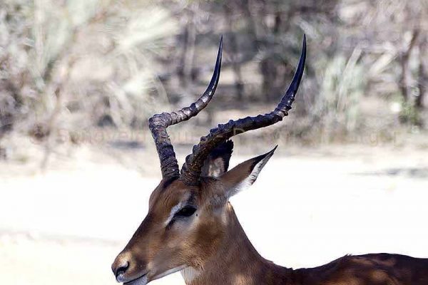 Impala Antilope
