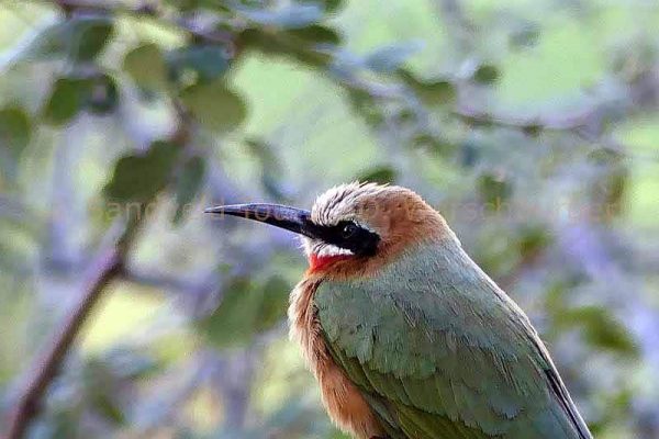 Bunte Bee Eater Vogel im Okavango in Botswana