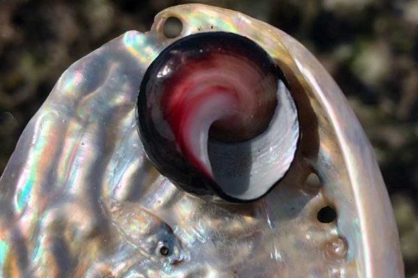 Perlamunda Muschel und Meeresschnecke