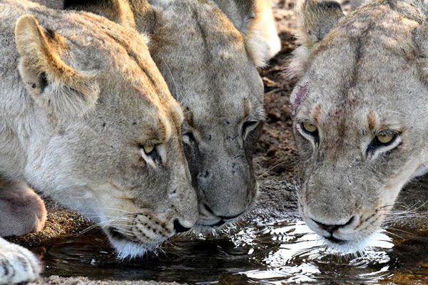 Junge Löwen am Wasserloch in Südafrika