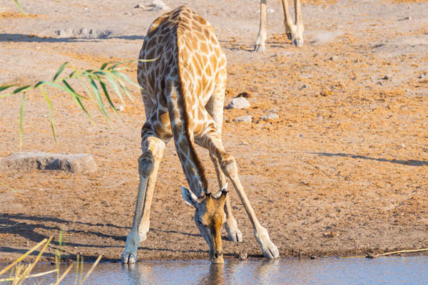 Eine Giraffe trinkt am Wasserloch in Etosha Namibia