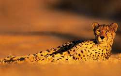 Cheetah Beobachtung camps kruger national park