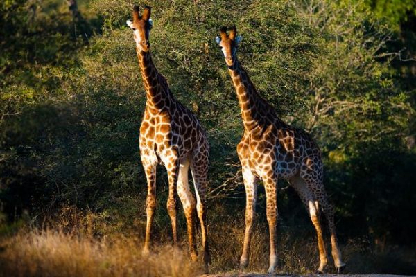 krueger-nationalpark-giraffen
