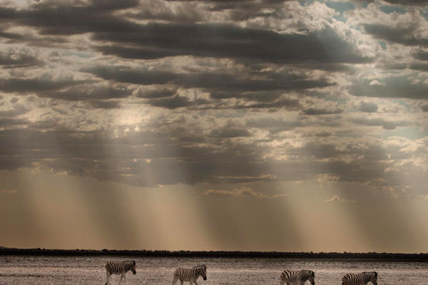 Zebras begegnen uns auf einer Namibia Reise