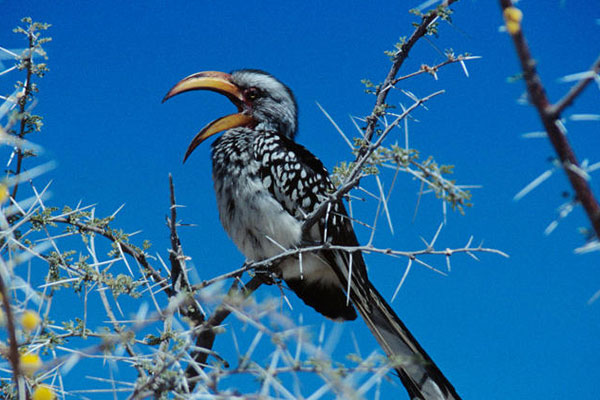 Vogelbeobachtung bei einer Reise durch Namibia