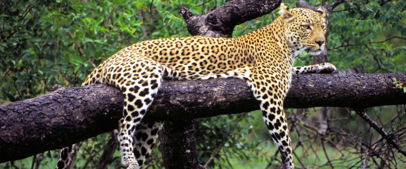 Leopard auf Baum, Südafrika