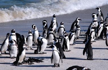 Pinguine am Boulders Beach