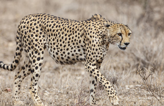 leopard auf der Pirsch